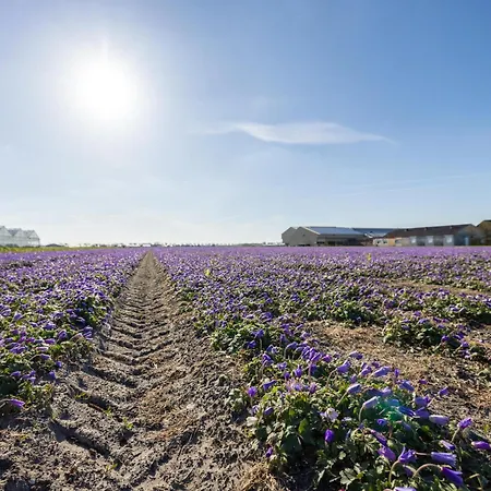 Bollenzicht * Breezand (North Holland)